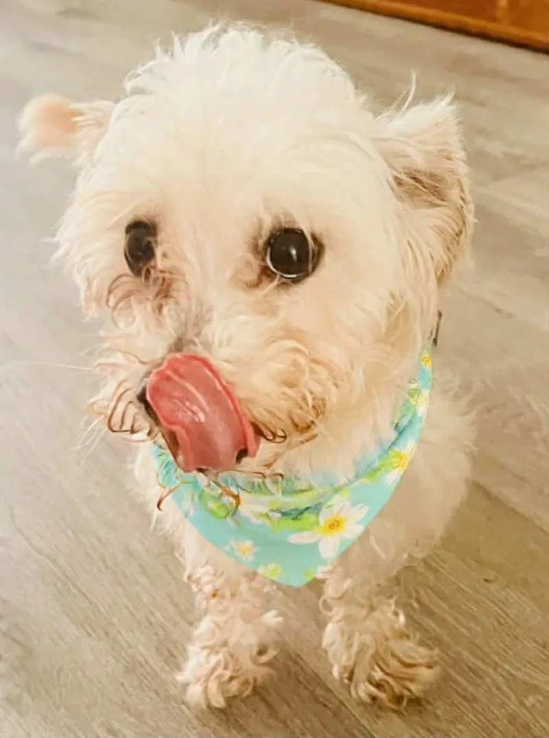 An adult small-sized female Maltese dog named Sally for adoption in Norfolk, VA