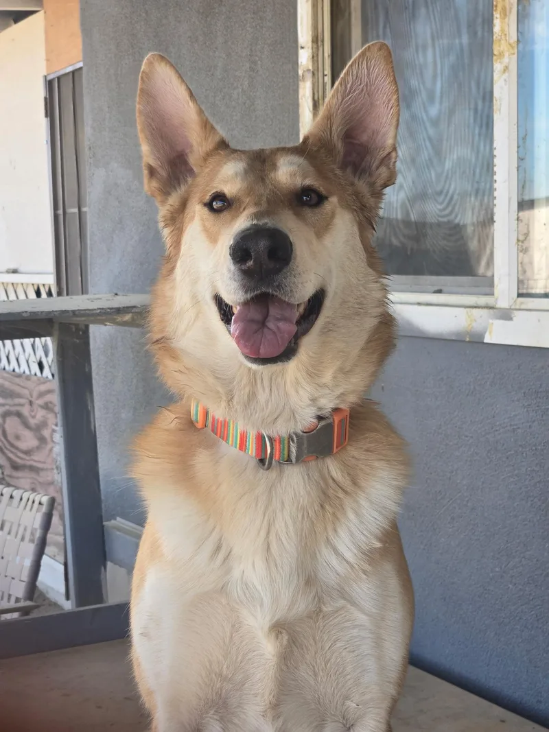 An adult medium-sized female Apricot / Beige Husky dog named Sunny Leone for adoption in Thousand Oaks, CA