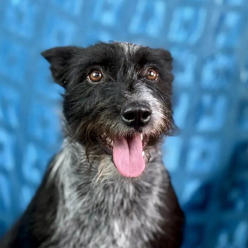 Delaney  Playful Sweet thumbnail 4