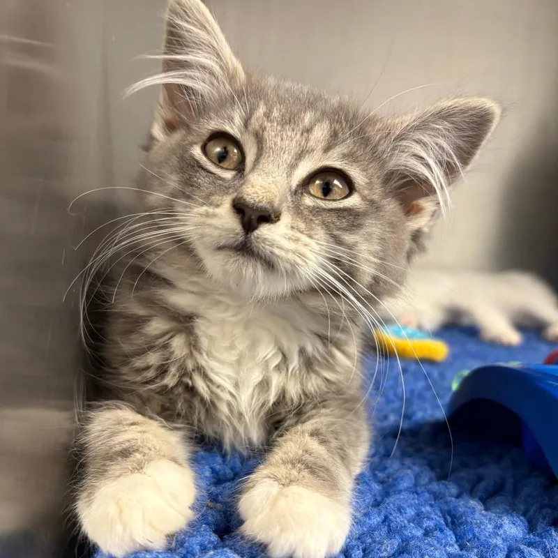 A baby small-sized female Gray / Blue / Silver Domestic Long Hair cat named 26-232 for adoption in North Branford, CT