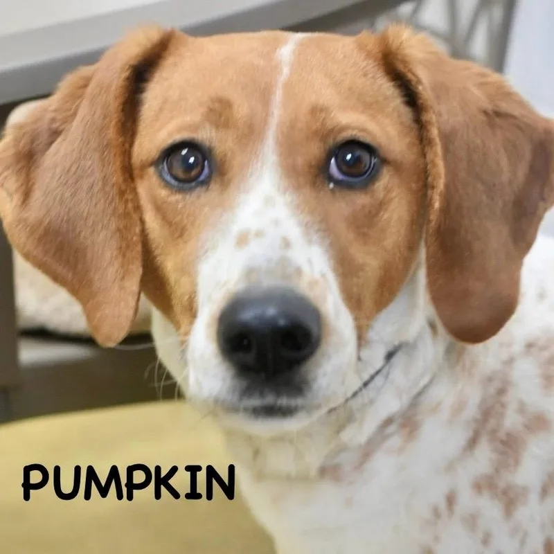 A young medium-sized female White / Cream Hound dog named Pumpkin for adoption in Bowling Green, OH