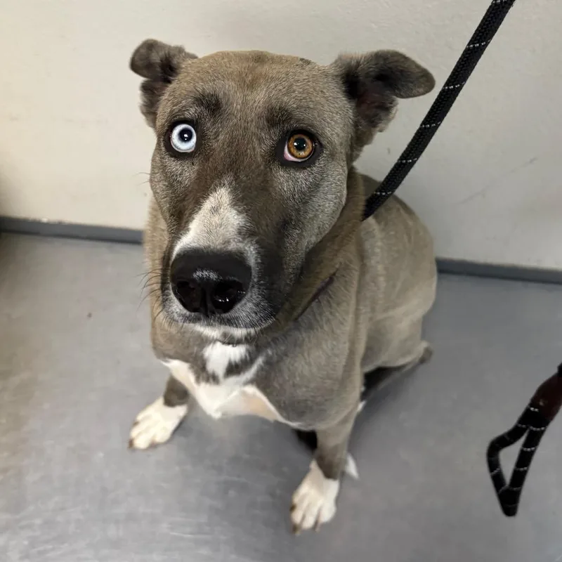 An adult medium-sized female Pit Bull Terrier dog named Ava for adoption in Yuma, AZ