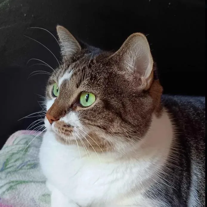 An adult small-sized female Brown / Chocolate American Shorthair cat named Minnie Bonded With for adoption in Bristol, IN