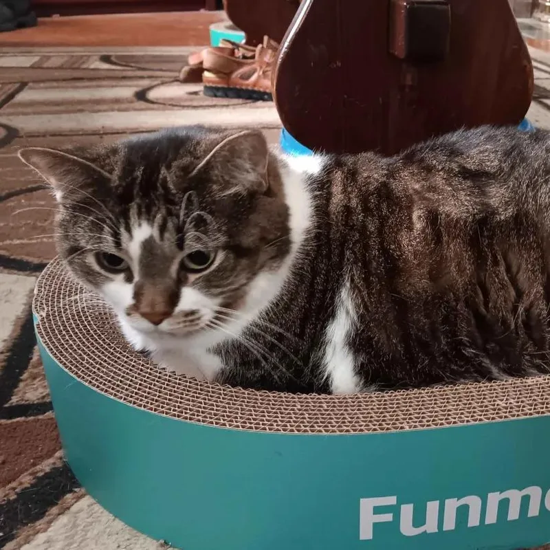 Minnie  Bonded With thumbnail 2
