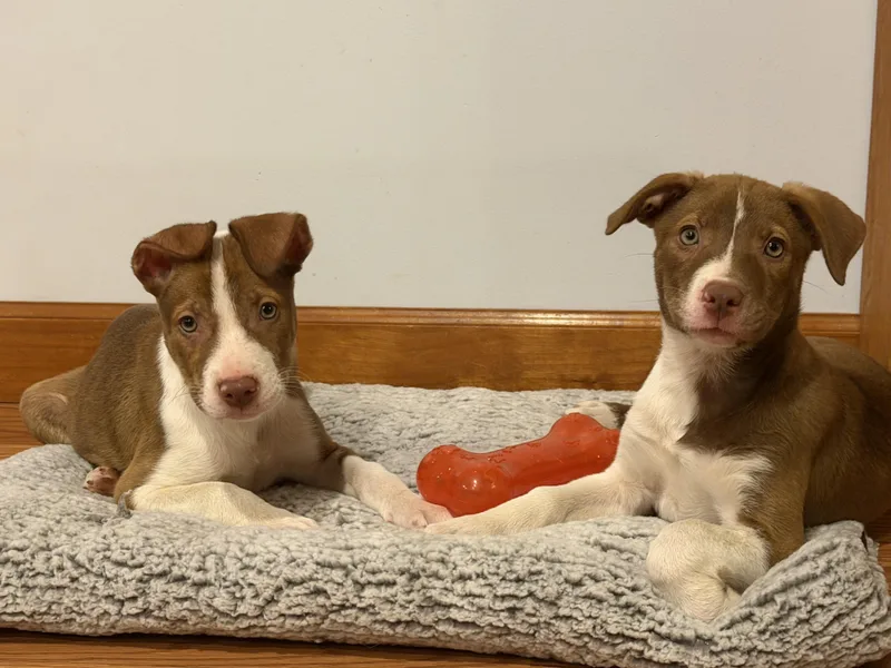 Red & White Pups thumbnail 2