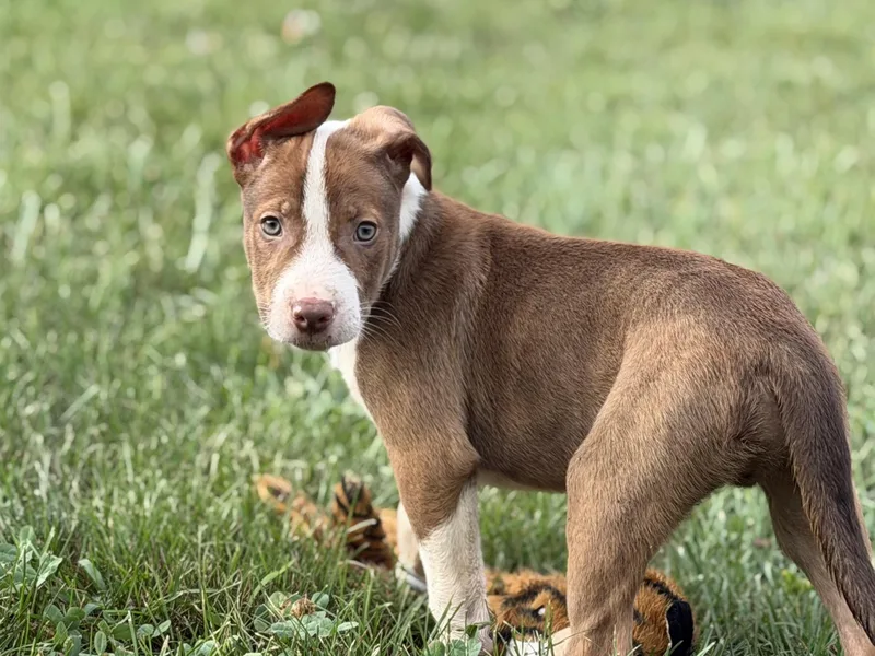 Red & White Pups thumbnail 3