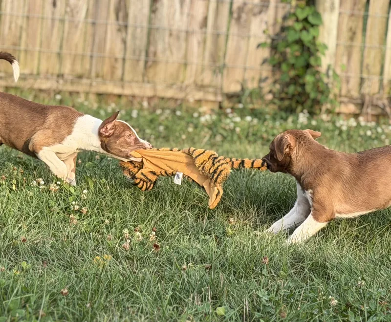 Red & White Pups thumbnail 4