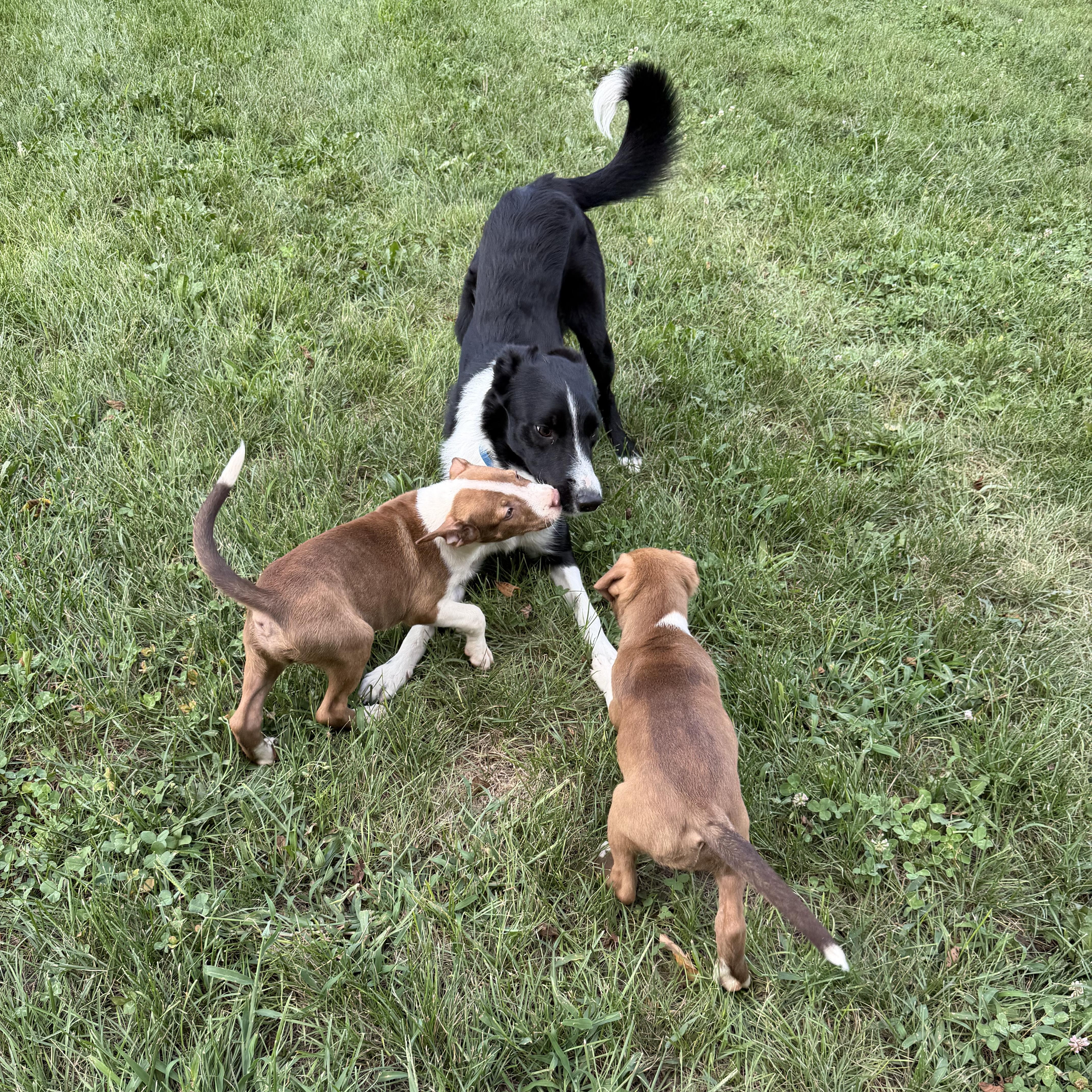 Red & White Pups thumbnail 5