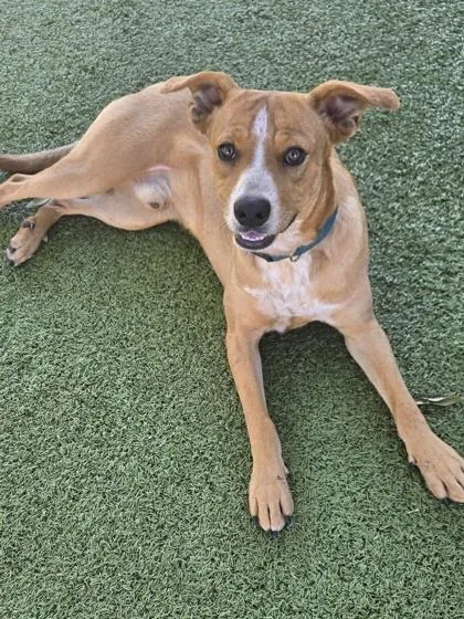 An adult medium-sized male Cattle Dog dog named Boomer for adoption in Daphne, AL