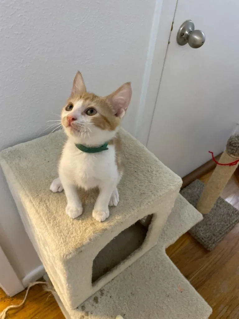 Oliver thumbnail 3