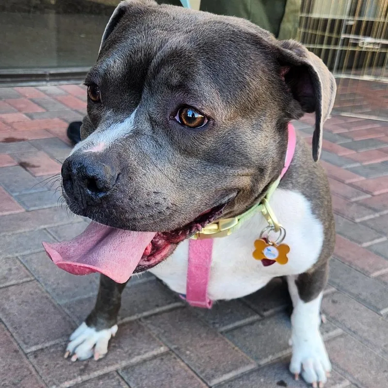 An adult medium-sized female Pit Bull Terrier dog named Stormy Higgins for adoption in Las Vegas, NV