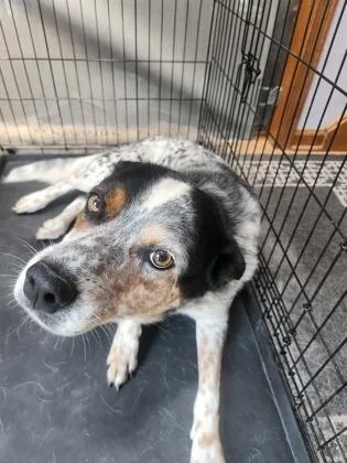 An adult large-sized male Cattle Dog dog named Bentley for adoption in West Chester, PA