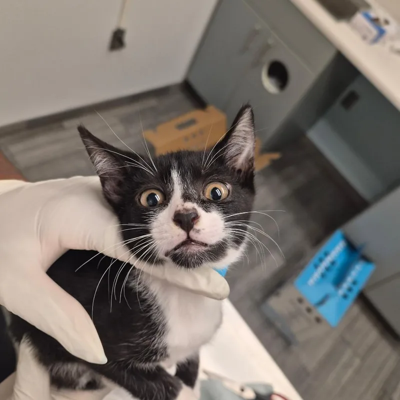 A baby small-sized male Black Domestic Short Hair cat named Nibbler for adoption in Jacksonville, FL