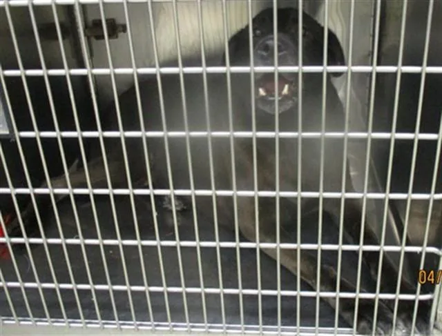 A senior small-sized female Labrador Retriever dog named Angel for adoption in Oklahoma City, OK