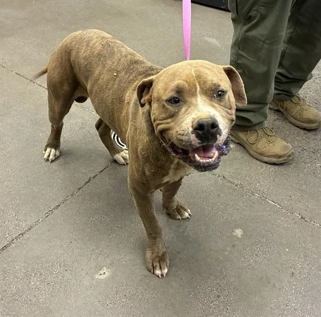 A young large-sized male Pit Bull Terrier dog named Rocko for adoption in Mesa, AZ