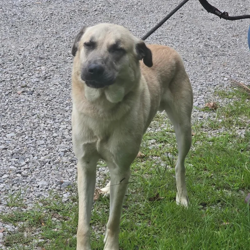 A young large-sized male Yellow / Tan / Blond / Fawn Anatolian Shepherd dog named Brutus for adoption in Clanton, AL