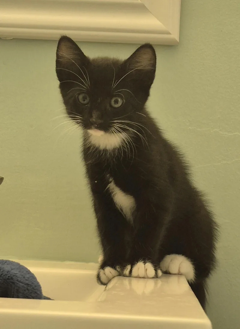 A baby medium-sized female Black & White / Tuxedo Domestic Medium Hair cat named Pumpernickel for adoption in Saint Pete Beach, FL
