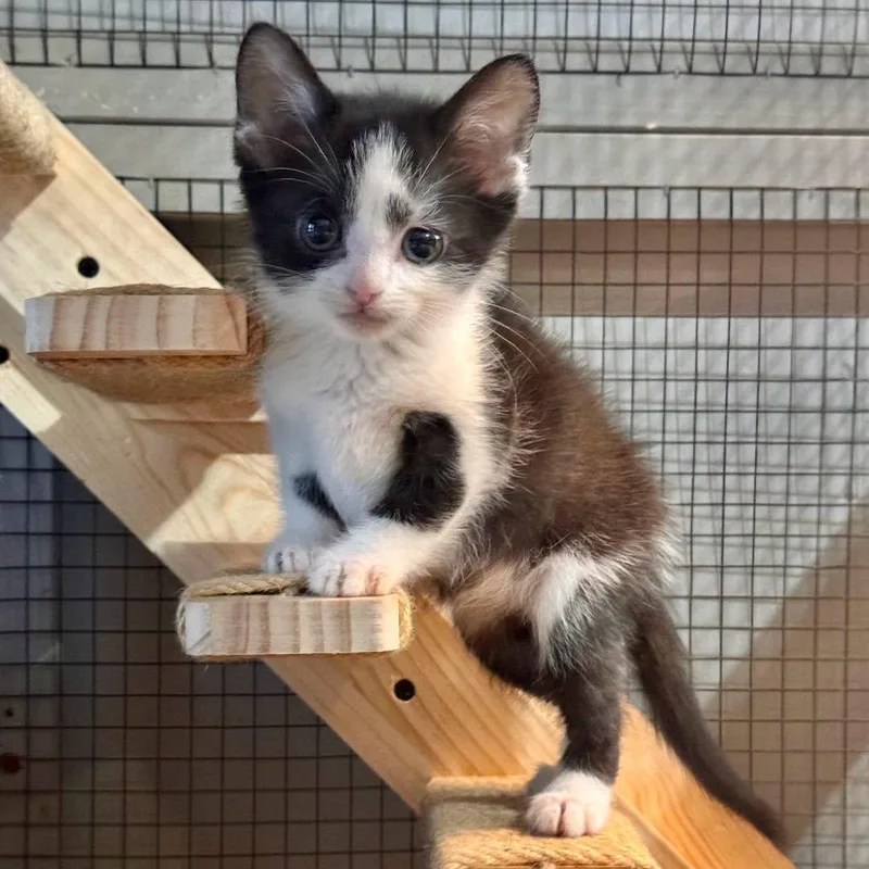 A baby small-sized male Domestic Short Hair cat named Bowie for adoption in Effingham, IL