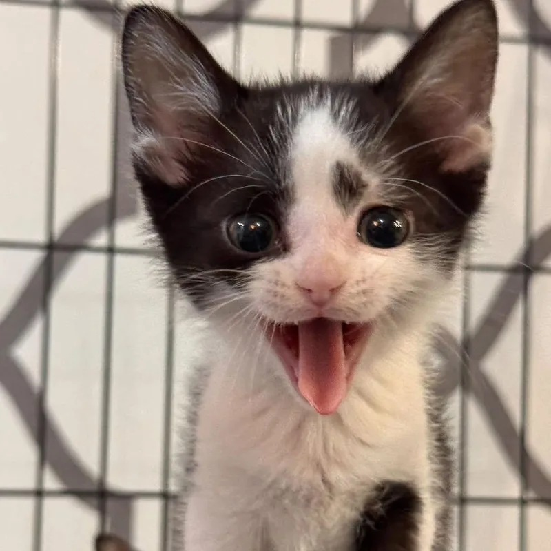 Bowie thumbnail 2