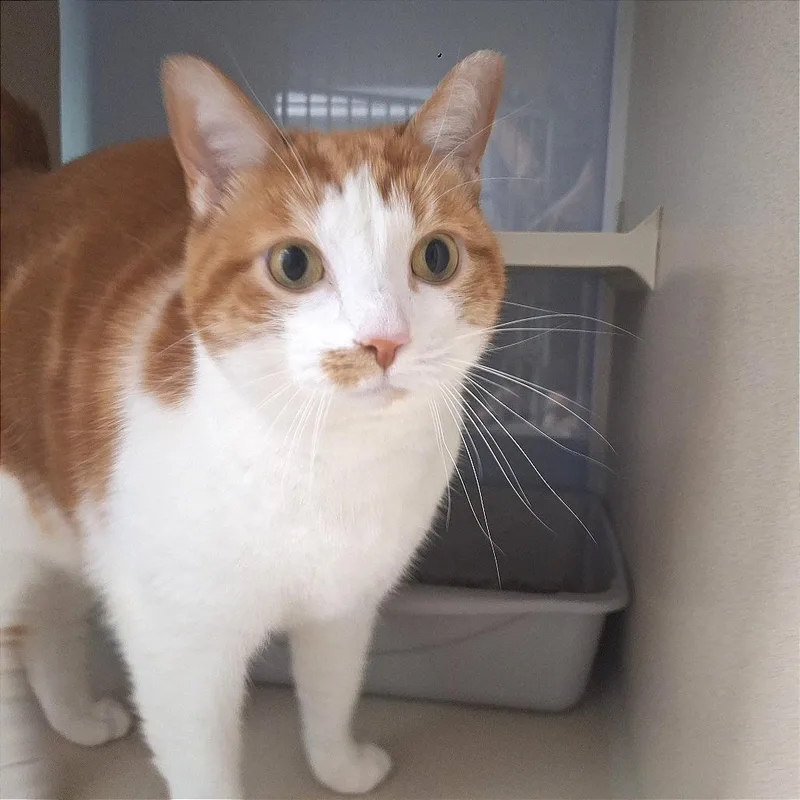 An adult extra large-sized female Domestic Short Hair cat named Lucy for adoption in Cumming, GA