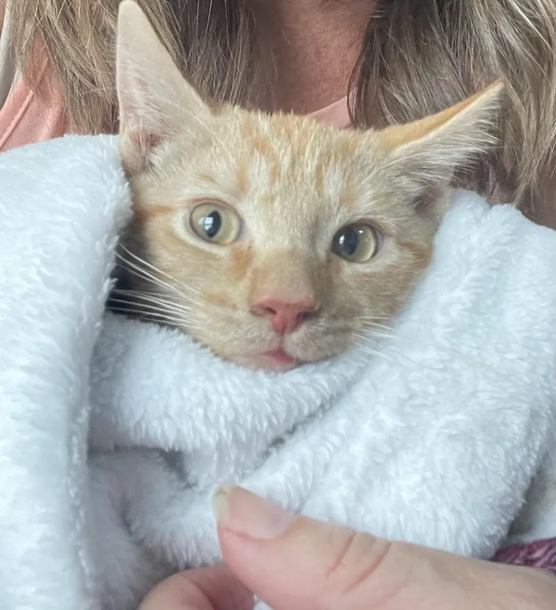 A baby small-sized male Orange & White Domestic Short Hair cat named MF Jones for adoption in Wilmington, NC