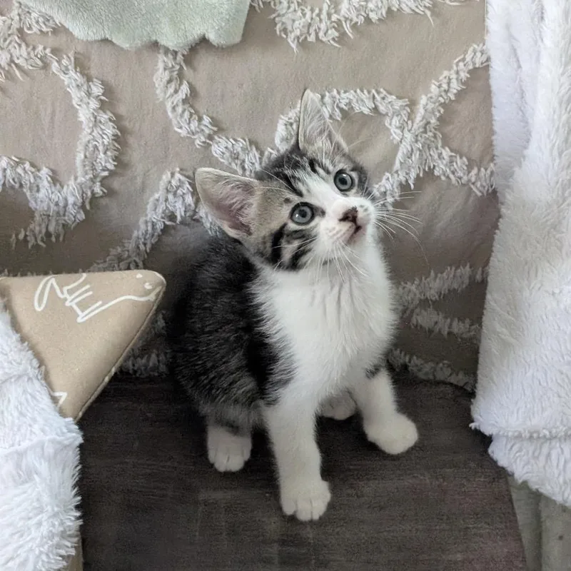 A baby small-sized male Gray / Blue / Silver Domestic Short Hair cat named Arthur for adoption in Raleigh, NC