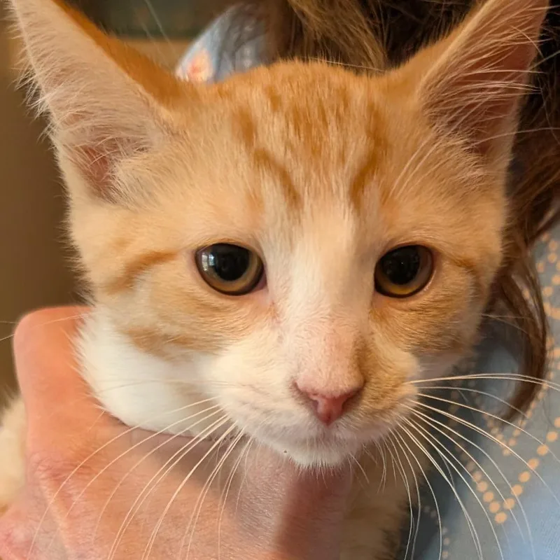 A baby small-sized male Orange / Red Domestic Short Hair cat named Sprout for adoption in Calverton, NY