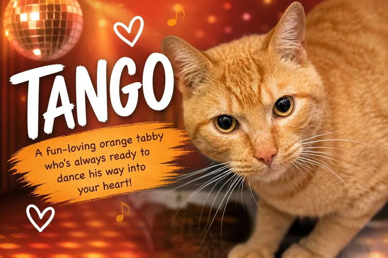 Tango thumbnail 2