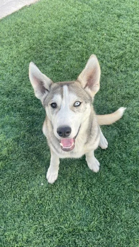 A young medium-sized male Husky dog named Frosty for adoption in San Diego, CA