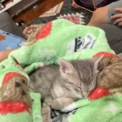 A baby small-sized female Gray / Blue / Silver Domestic Short Hair cat named Munchkin for adoption in San Antonio, TX