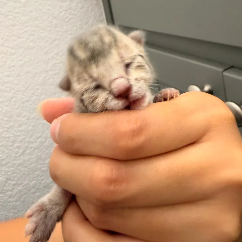 Munchkin thumbnail 3