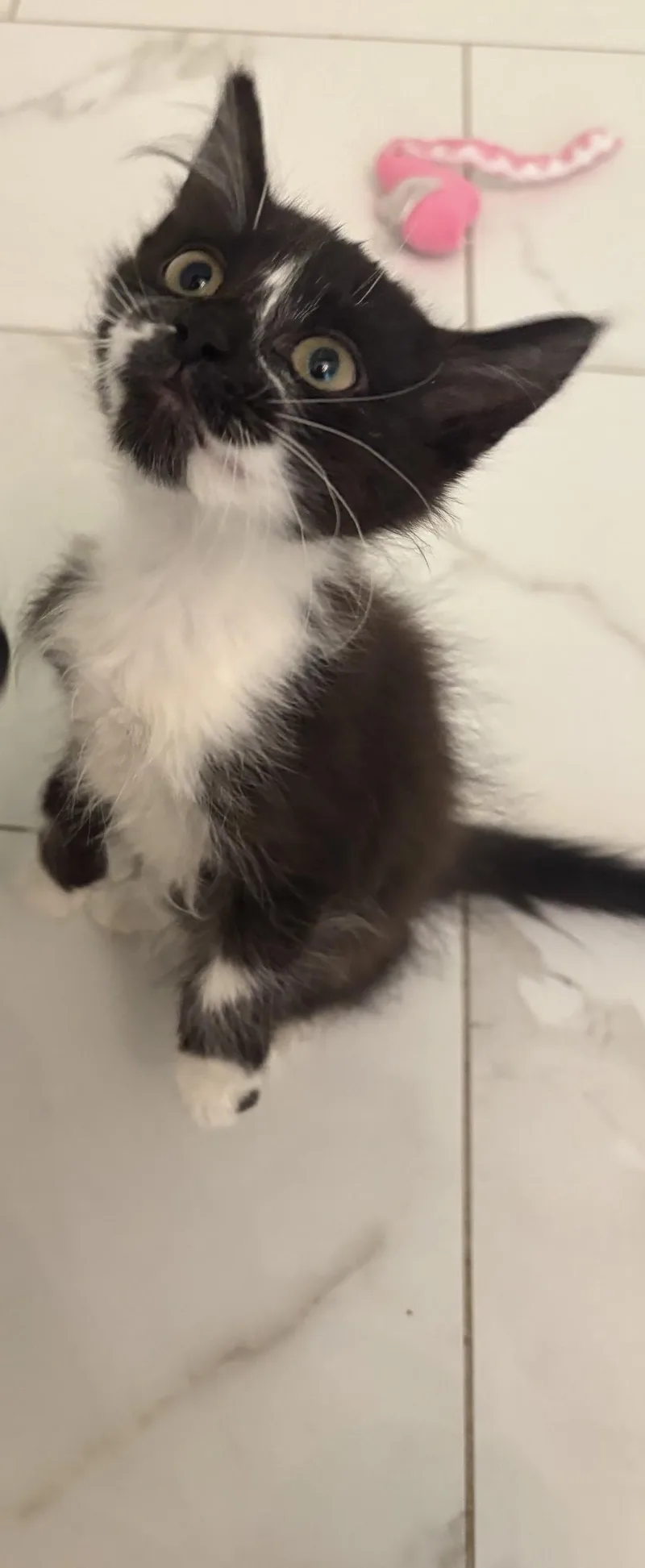 A young medium-sized male Black & White / Tuxedo Domestic Medium Hair cat named Biba for adoption in Columbia, SC