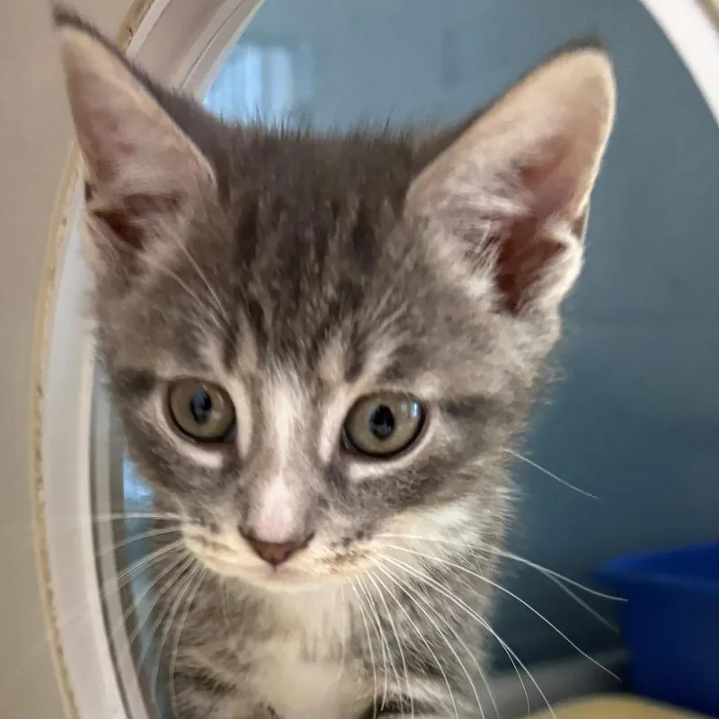A baby small-sized female Gray / Blue / Silver Domestic Short Hair cat named Latte for adoption in East Hanover, NJ