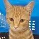 A young medium-sized male Domestic Short Hair cat named Lee for adoption in Knoxville, TN