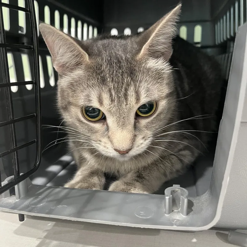 A young large-sized female Gray / Blue / Silver Domestic Short Hair cat named Salt Bonded Pair for adoption in Oak Park, IL