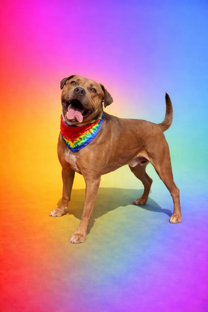 An adult large-sized male Bicolor Pit Bull Terrier dog named Cinibar for adoption in Scottsville, KY