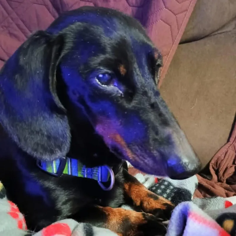 A senior small-sized male Black Dachshund dog named Oscar for adoption in Springfield, MO