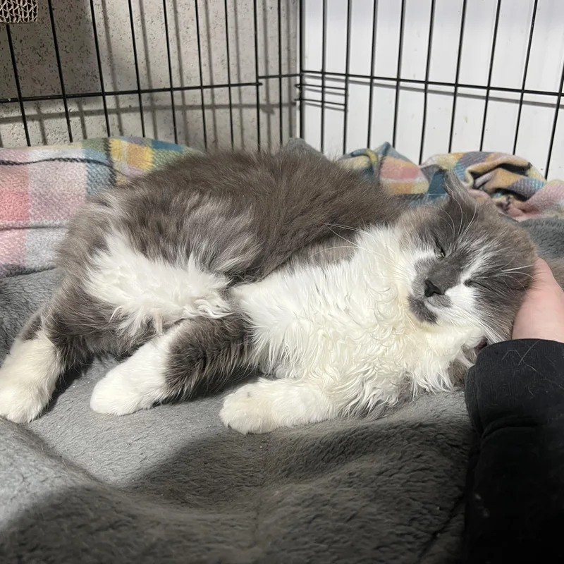 A baby small-sized female Tabby (Gray / Blue / Silver) Domestic Medium Hair cat named Giada for adoption in Brentwood, NH