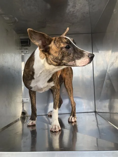 A young large-sized female Mixed Breed dog named Caramel for adoption in Dallas, TX
