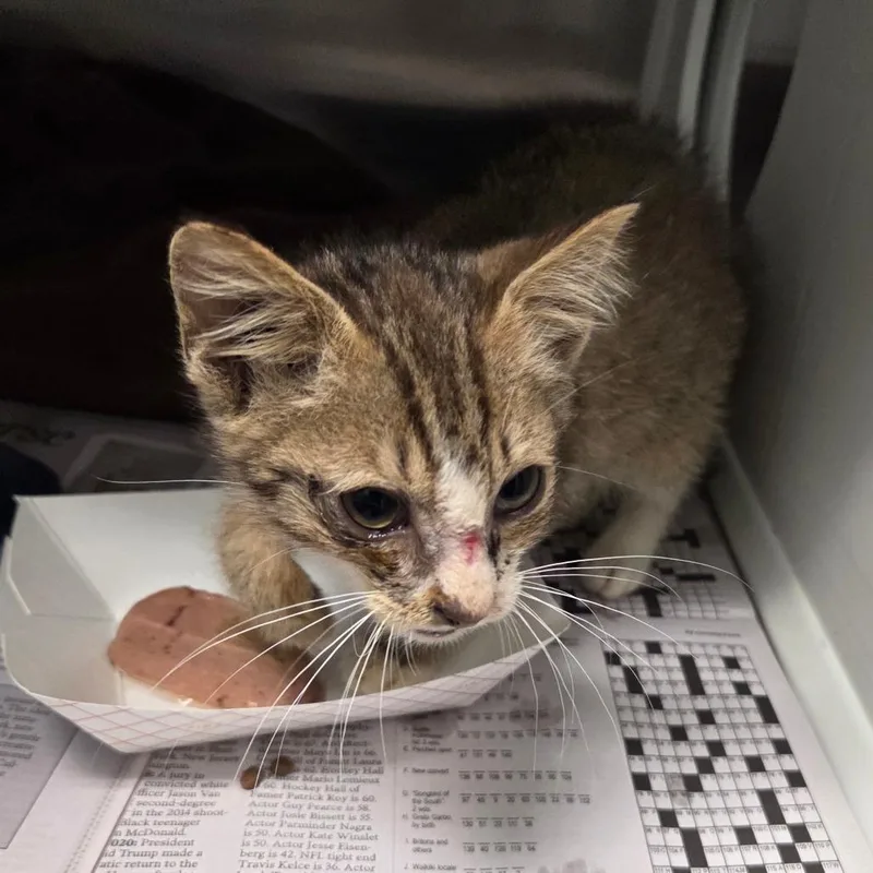 A baby small-sized male Brown / Chocolate Domestic Short Hair cat named Nubby for adoption in Chattanooga, TN