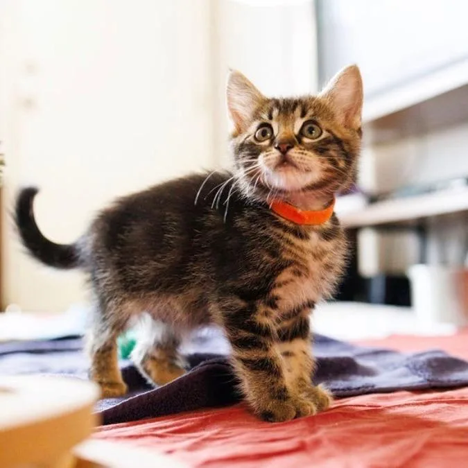 A baby small-sized male Black Domestic Medium Hair cat named Tiger for adoption in Pasadena, CA