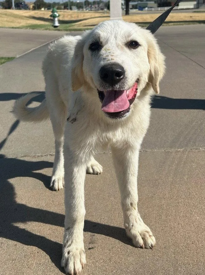 A young large-sized female Great Pyrenees dog named Pria for adoption in Evergreen, CO