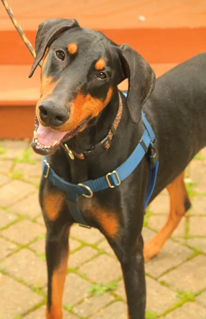 A young large-sized female Doberman Pinscher dog named Eve for adoption in Utica, MI