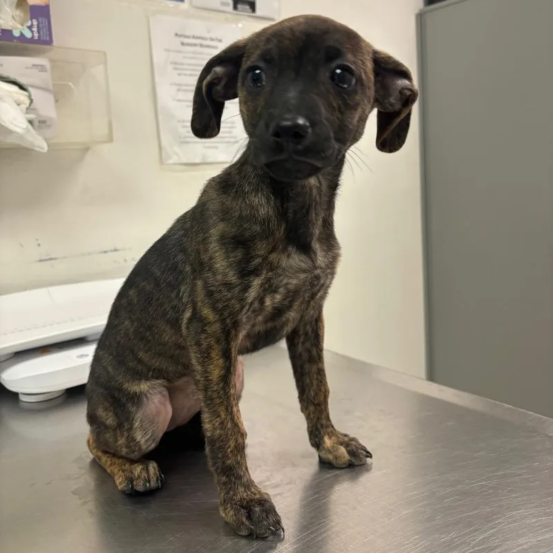 A baby small-sized female Brindle Mixed Breed dog named Kai for adoption in Charleston, WV