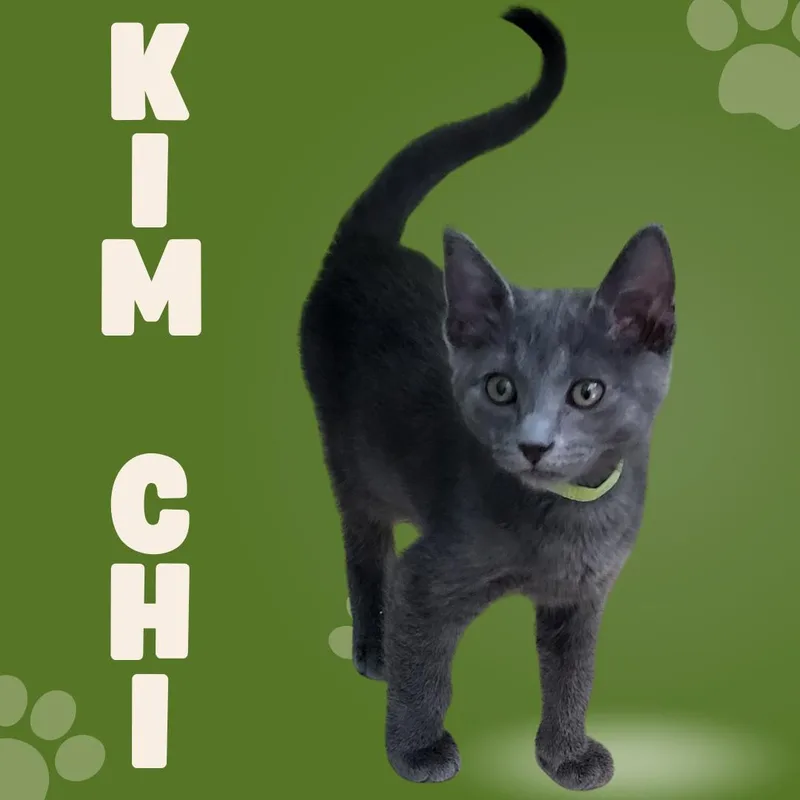 A baby small-sized male Domestic Short Hair cat named Kim Chi for adoption in Tucson, AZ