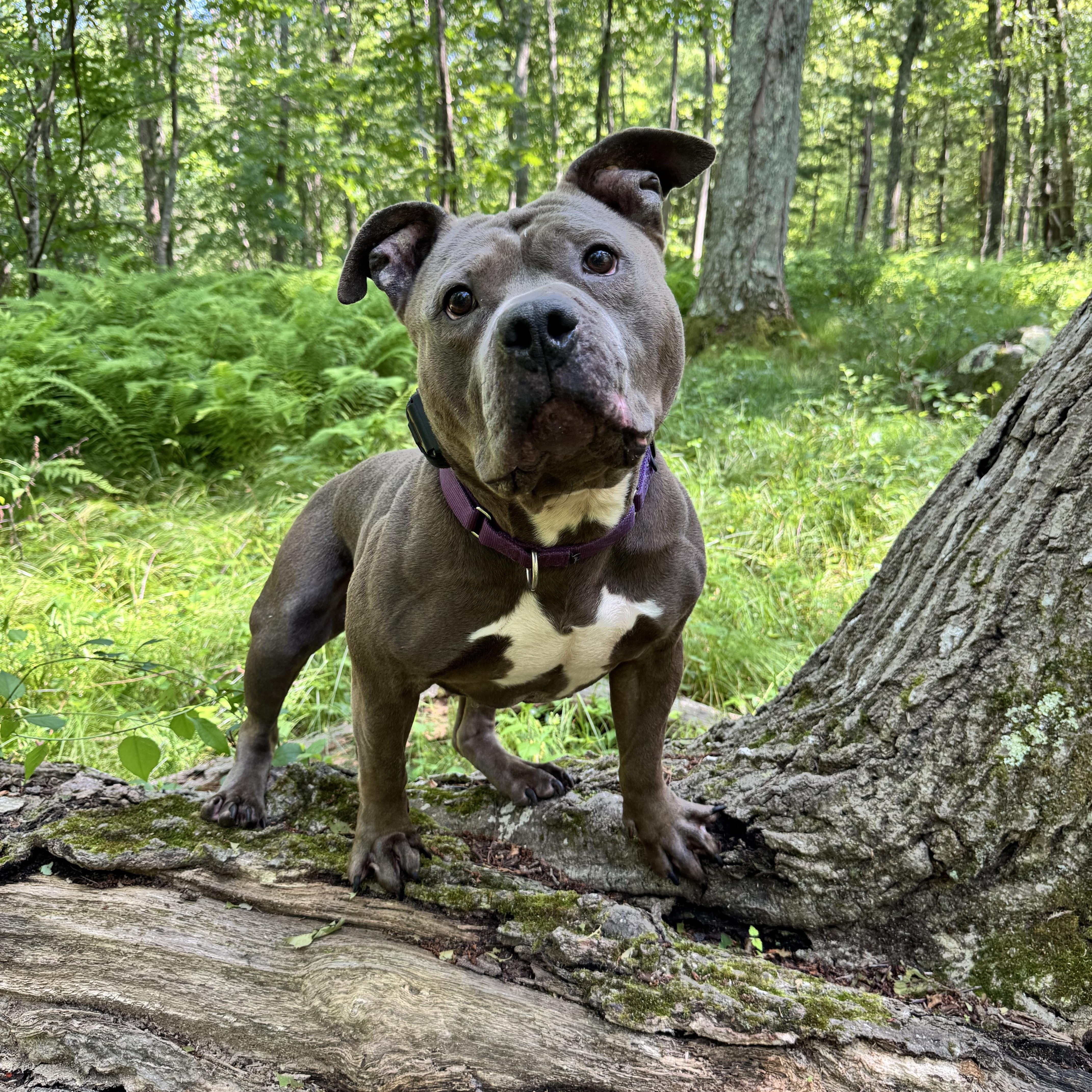 An adult large-sized male American Bully dog named Baxter for adoption in Acushnet, MA