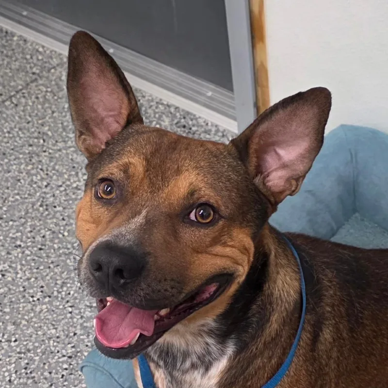An adult small-sized male Red / Chestnut / Orange Terrier dog named Deacon for adoption in Bronson, FL