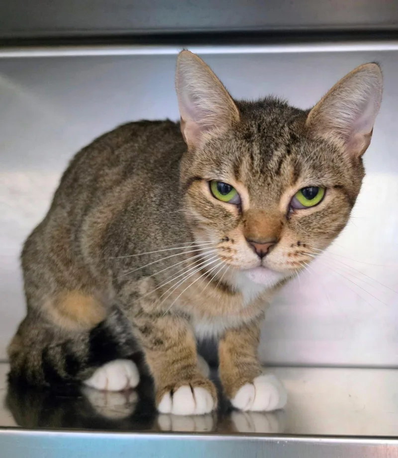 An adult small-sized female Domestic Short Hair cat named Mrs Karen Patricia Green for adoption in Pittsburg, CA