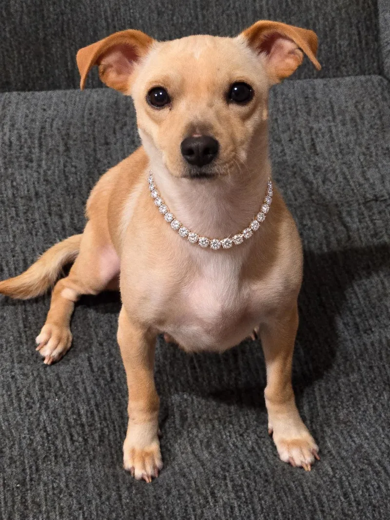 A young small-sized female Chihuahua dog named Appreciate for adoption in Sumter, SC