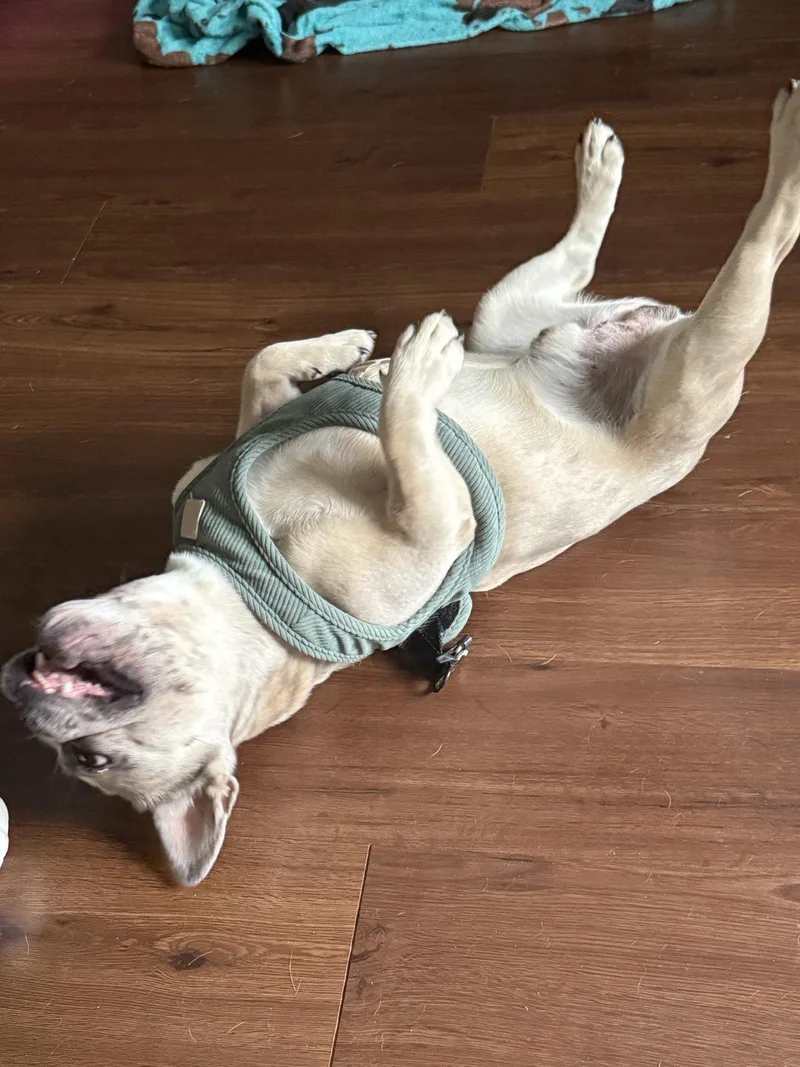 An adult medium-sized male French Bulldog dog named Duke for adoption in Nashville, TN